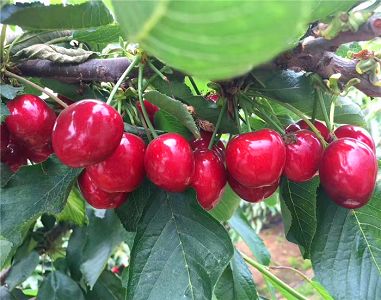 xingkong体育官网登录-智能门锁怎么选择才靠谱？(图2)