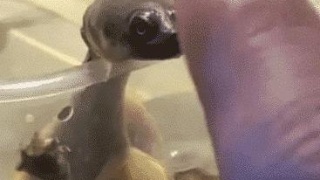 英国威胁停派法官，香港回应了“星空官网登录”(图3)