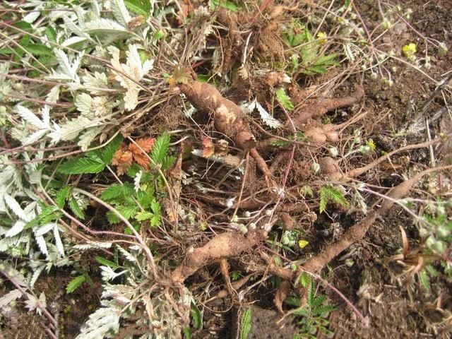 中国共产党中央委员会事情条例-xingkong体育官网登录(图2) xingkong体育官网登录