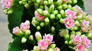 中国共产党中央委员会事情条例-xingkong体育官网登录(图3) 星空官网登录