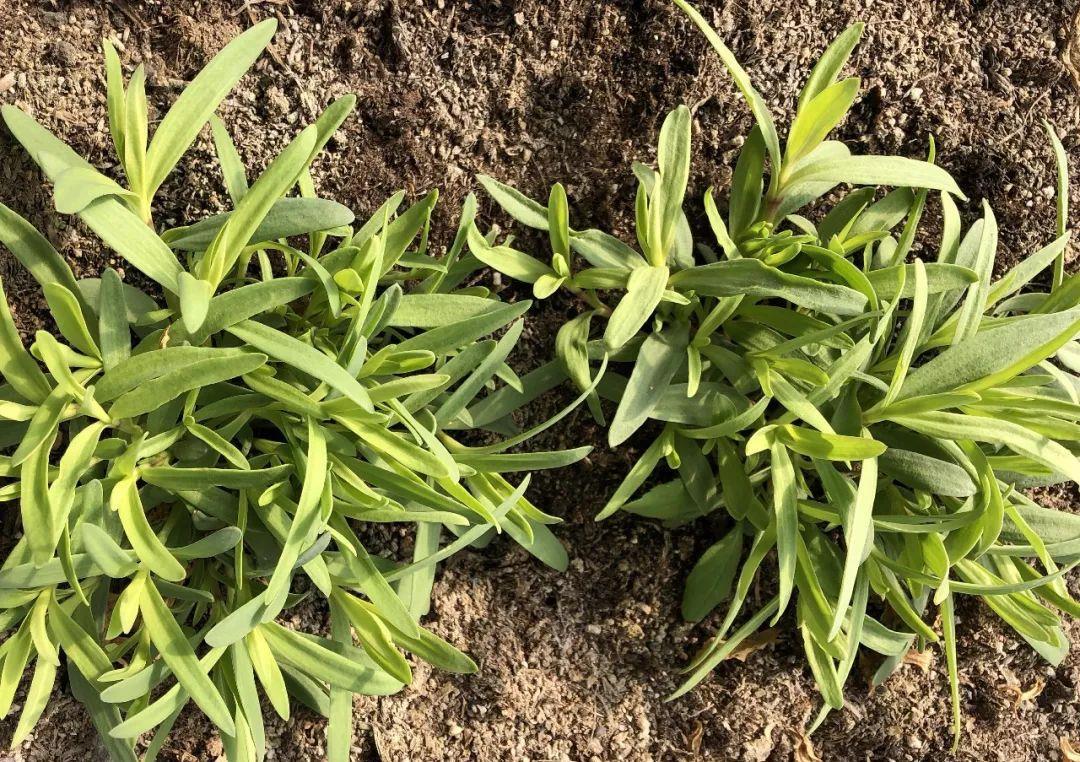 LOFT公寓装修,小空间的轻奢优雅气质“星空官网登录”(图2) 星空体育官网