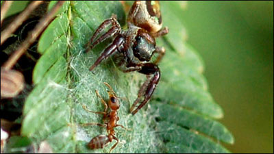 美国银行:州和地方政府发行更多低息债券“xingkong.com”(图3) 星空官网登录