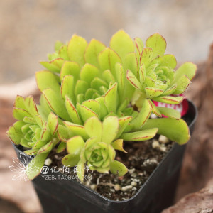 xingkong体育官网登录